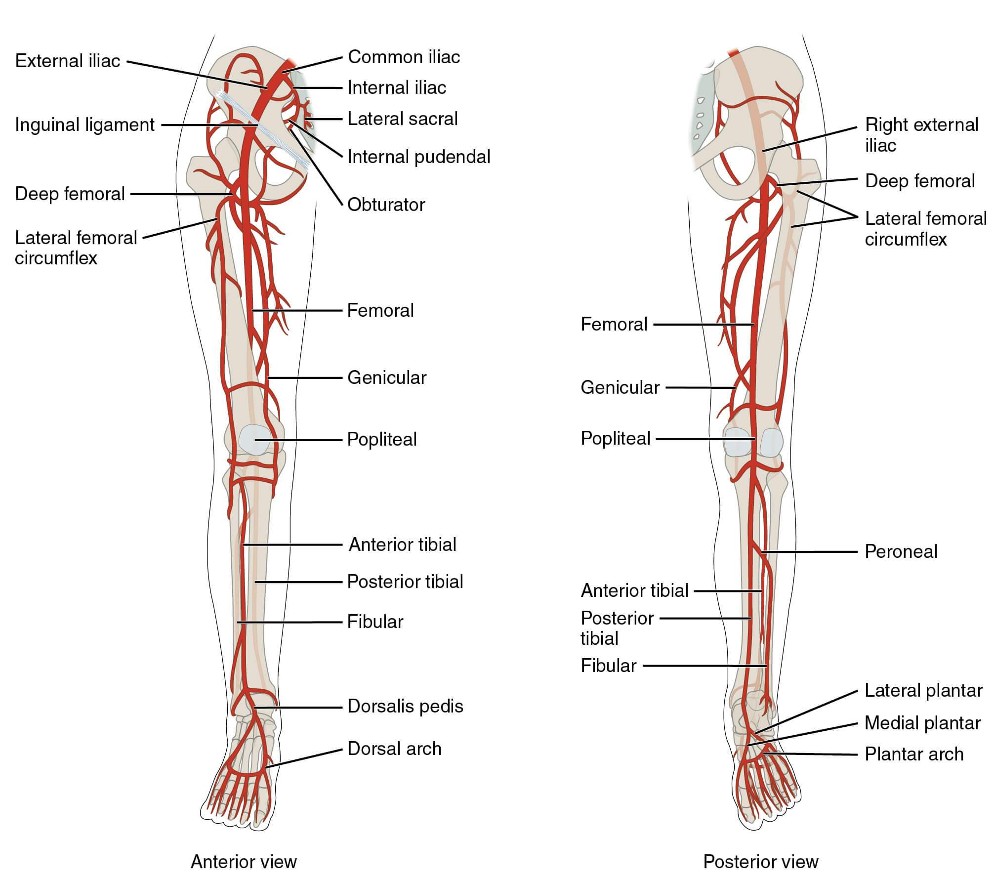 Lower limb arterial supply