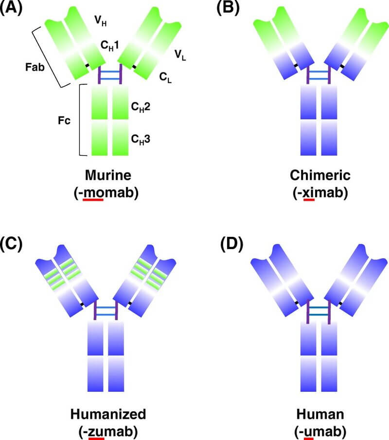 monoclonal antibody types