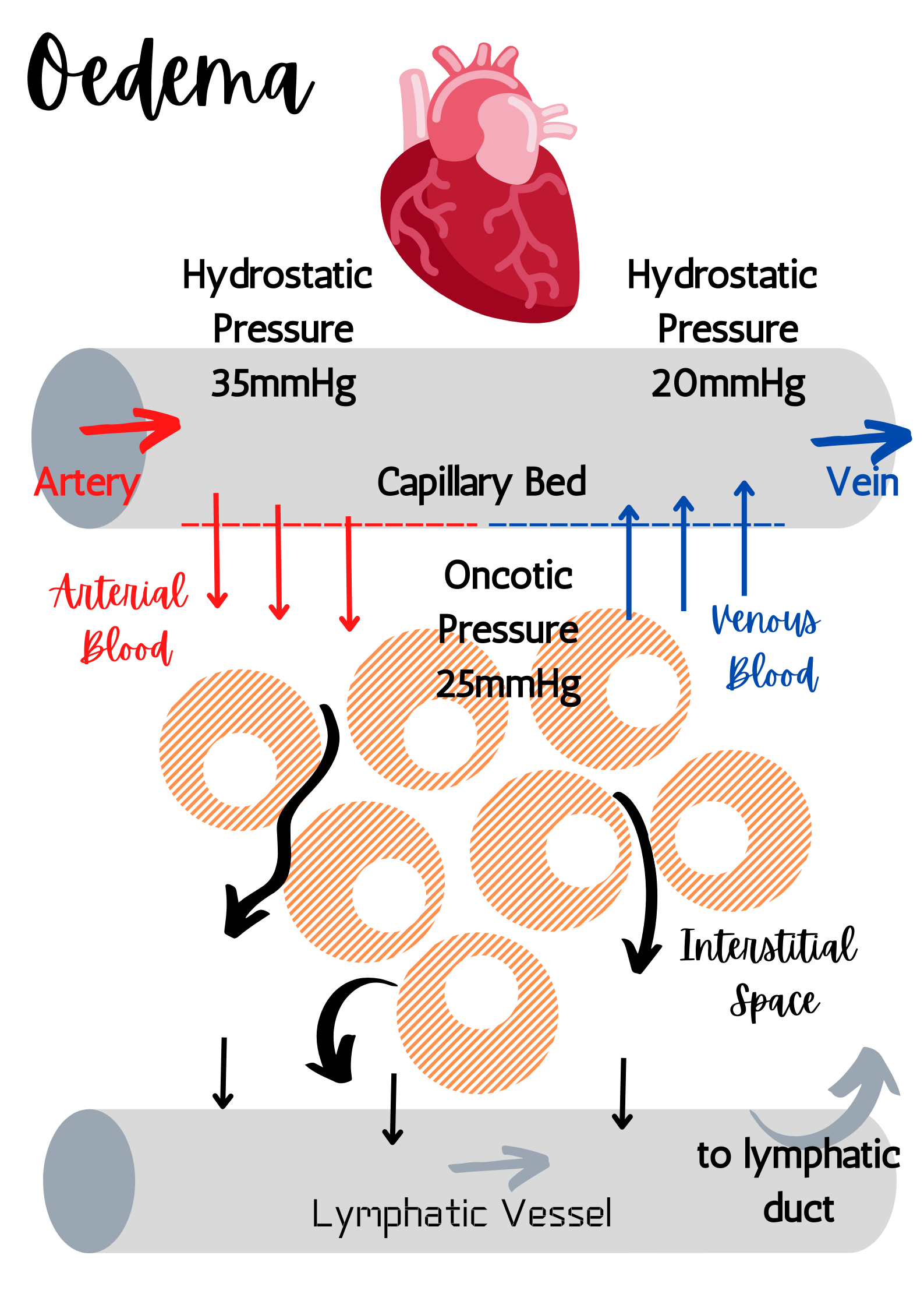 osmotic pressure hydrostatic pressure