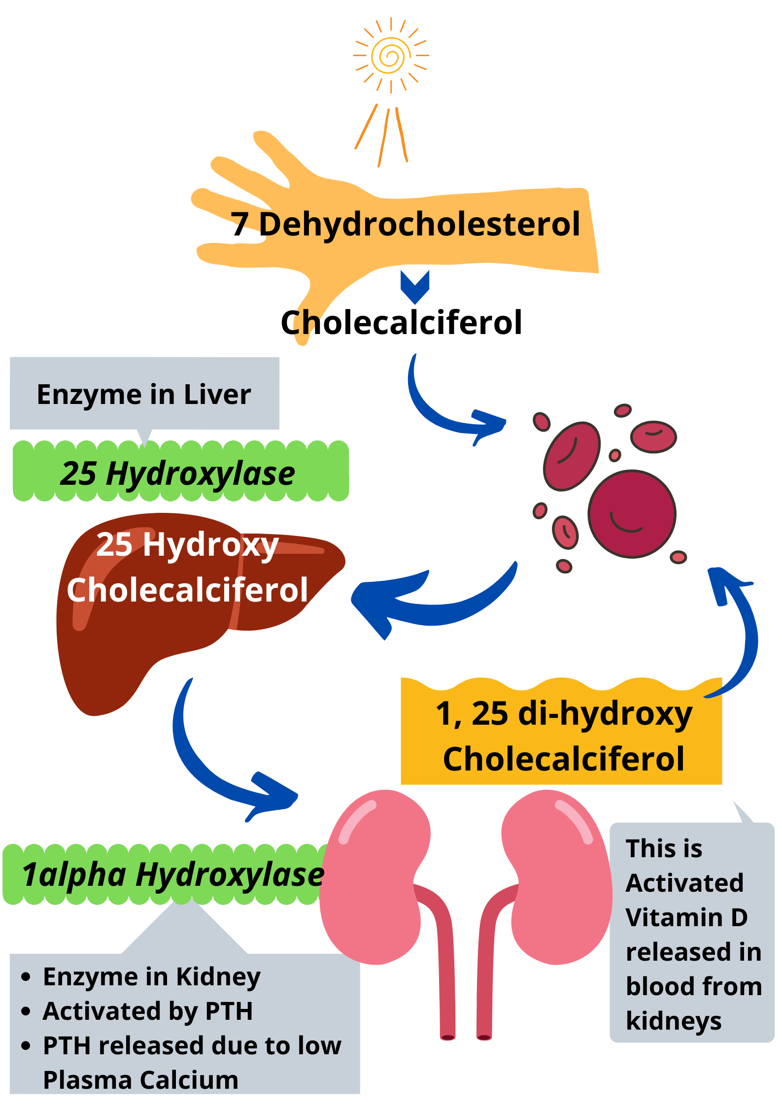 1. Quá Trình Chuyển Hóa Vitamin D Trong Cơ Thể